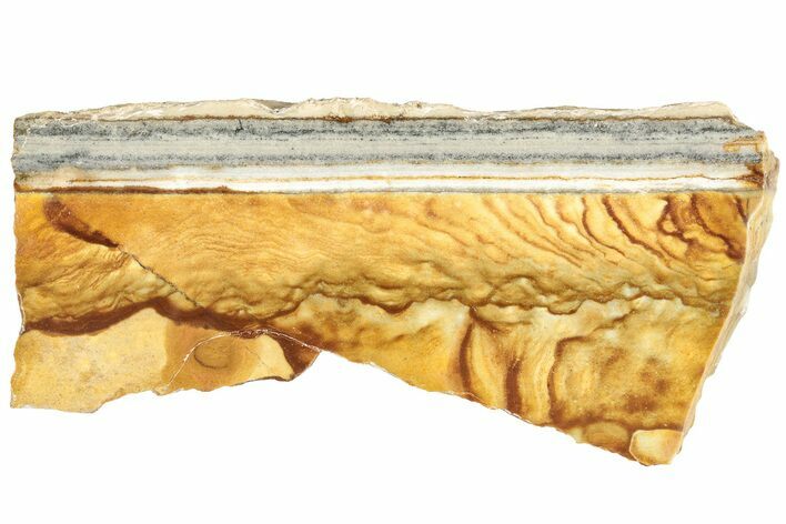 Polished Golden Picture Jasper Slice - Nevada #207624